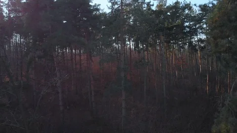 Aerial View, Forest Sunset Sunlight Flickering Through Trees. Stock Footage 104322142