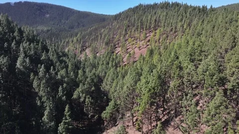 Aerial view of forest surrounding El Teide National Park, Tenerife, Canary Stock Footage 301712634