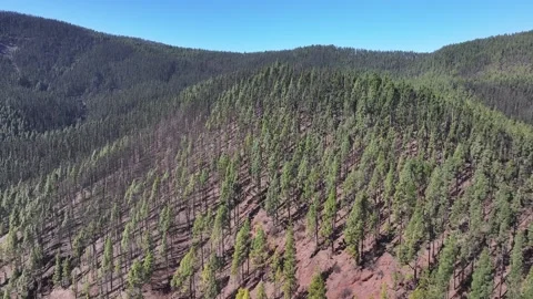Aerial view of forest surrounding El Teide National Park, Tenerife, Canary Stock Footage 301712668