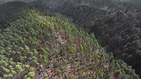 Aerial view of forest surrounding El Teide National Park, Tenerife, Canary Stock Footage 301712734