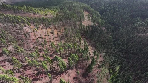 Aerial view of forest surrounding El Teide National Park, Tenerife, Canary Stock Footage 301712784