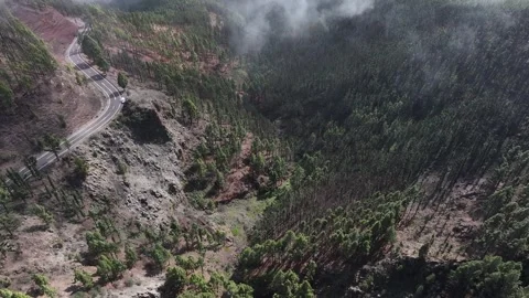 Aerial view of forest surrounding El Teide National Park, Tenerife, Canary Stock Footage 301712798