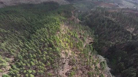 Aerial view of forest surrounding El Teide National Park, Tenerife, Canary Stock Footage 301712829