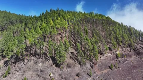 Aerial view of forest surrounding El Teide National Park, Tenerife, Canary Stock Footage 301712844