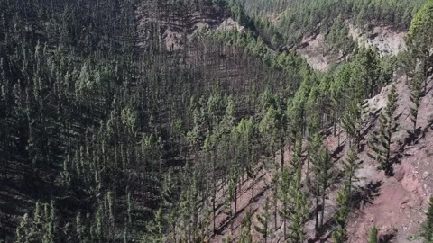 Aerial view of forest surrounding El Teide National Park, Tenerife, Canary Stock Footage 301712902