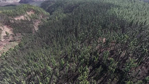 Aerial view of forest surrounding El Teide National Park, Tenerife, Canary Stock Footage 301712973