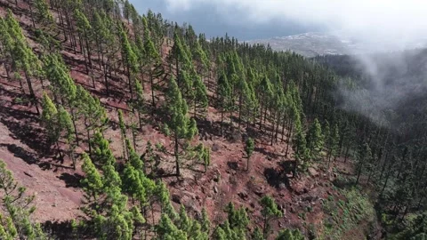 Aerial view of forest surrounding El Teide National Park, Tenerife, Canary Stock Footage 301712981