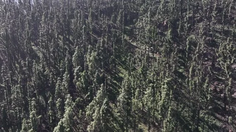 Aerial view of forest surrounding El Teide National Park, Tenerife, Canary Stock Footage 301713035