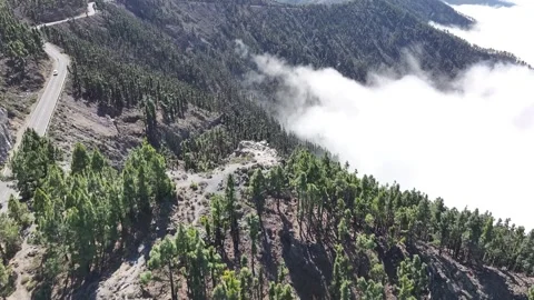 Aerial view of forest surrounding El Teide National Park, Tenerife, Canary Stock Footage 301713375
