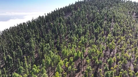 Aerial view of forest surrounding El Teide National Park, Tenerife, Canary Stock Footage 301713416