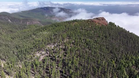 Aerial view of forest surrounding El Teide National Park, Tenerife, Canary Stock Footage 301713622