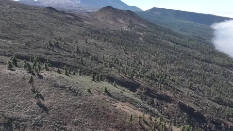 Aerial view of forest surrounding El Teide National Park, Tenerife, Canary Stock Footage 301713855