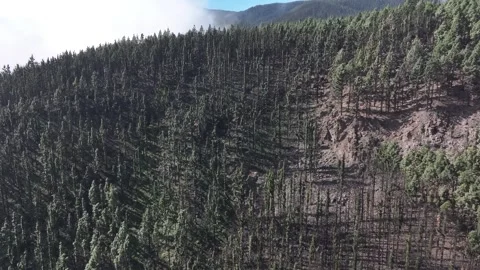 Aerial view of forest surrounding El Teide National Park, Tenerife, Canary Stock Footage 301731243