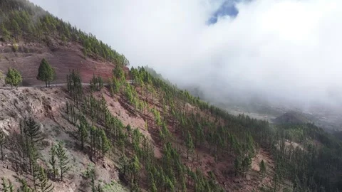 Aerial view of forest surrounding El Teide National Park, Tenerife, Canary Stock Footage 301731278