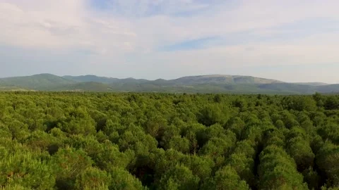 Aerial view of the forest surrounding Velebit mountain range, Croatia. Stock Footage 148991880