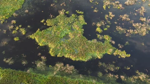 Aerial view of the forest swamp Stock Footage 171150471