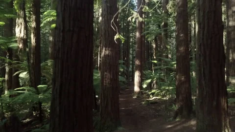 Aerial view of a forest with tall trees on a sunny day, new zealand Stock Footage 220867366