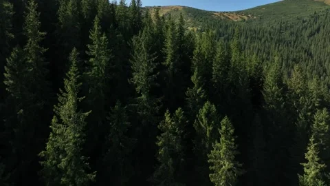 Aerial view of  a forest with tall trees and sunlight during the afternoon Stock Footage 327445780