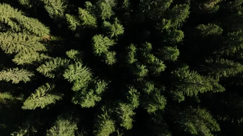 Aerial view of  a forest with tall trees and sunlight during the afternoon Stock Footage 327445782