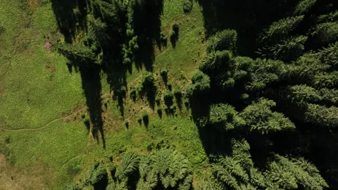 Aerial view of  a forest with tall trees and sunlight during the afternoon Video stock 327445795
