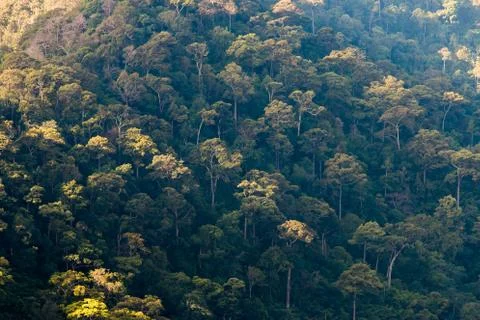 Aerial view of the forest, Texture of forest in an aerial view, Thailand Stock Photos