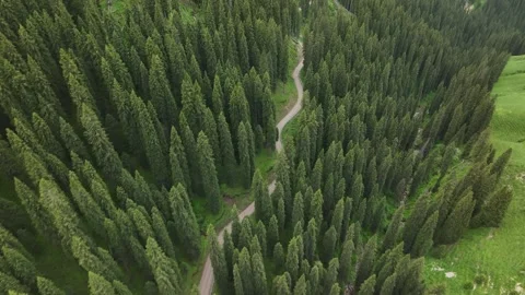 Aerial view of Forest trail and road in Ili, Xinjiang China Video stock 307420300