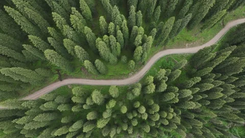 Aerial view of Forest trail and road in Ili, Xinjiang China Stock Footage 307420321