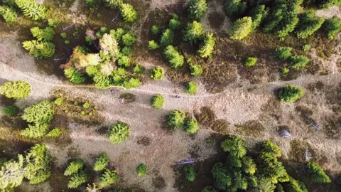 Aerial view of forest trail on mountain meadow with trees, Stock Footage 297207740