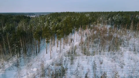 Aerial view of the forest tree branches in the snow Stock Footage 224776857