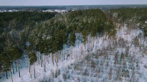 Aerial view of the forest tree branches in the snow Stock Footage 224776860