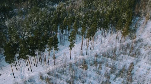 Aerial view of the forest tree branches in the snow Stock Footage 224777453