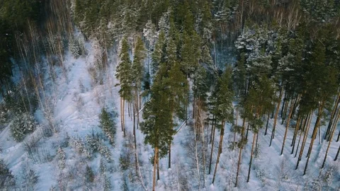 Aerial view of the forest tree branches in the snow Stock Footage 224777731
