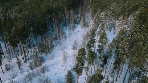 Aerial view of the forest tree branches in the snow Stock Footage 224777834