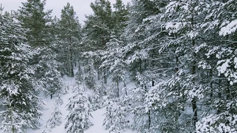 Aerial view of the forest tree branches in the snow Stock Footage 224779541