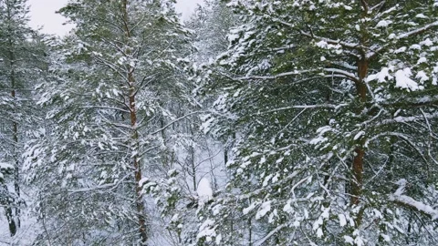 Aerial view of the forest tree branches in the snow Stock Footage 224779755