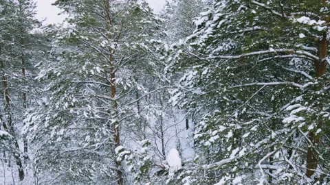 Aerial view of the forest tree branches in the snow Stock Footage 224779757