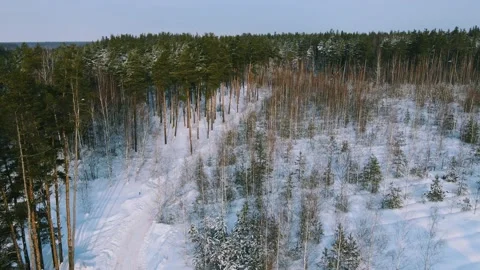 Aerial view of the forest tree branches in the snow Stock Footage 224784340