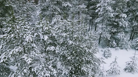 Aerial view of the forest tree branches in the snow Stock Footage 224784341