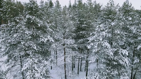 Aerial view of the forest tree branches in the snow Stock Footage 224785023