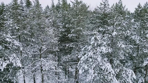 Aerial view of the forest tree branches in the snow Stock Footage 224785173