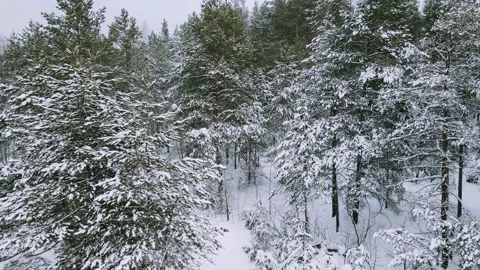 Aerial view of the forest tree branches in the snow Stock Footage 224785822