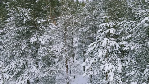 Aerial view of the forest tree branches in the snow Stock Footage 224786564