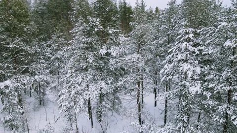 Aerial view of the forest tree branches in the snow Stock Footage 224787119