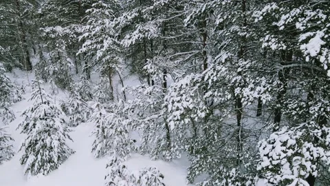 Aerial view of the forest tree branches in the snow Stock Footage 224787357
