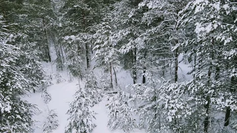 Aerial view of the forest tree branches in the snow Stock Footage 224788505