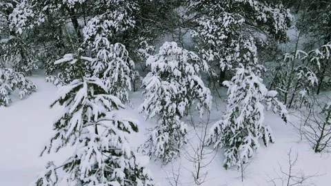 Aerial view of the forest tree branches in the snow Stock Footage 224788508