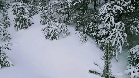 Aerial view of the forest tree branches in the snow Stock Footage 224788718