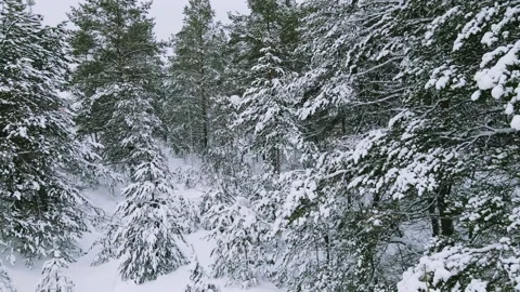 Aerial view of the forest tree branches in the snow Stock Footage 224790120