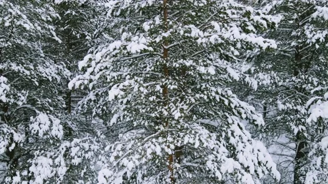 Aerial view of the forest tree branches in the snow Stock Footage 224790560