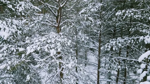 Aerial view of the forest tree branches in the snow Stock Footage 224790880